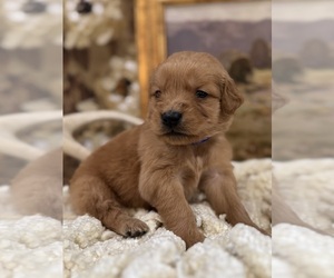 Golden Retriever Puppy for sale in FORDLAND, MO, USA