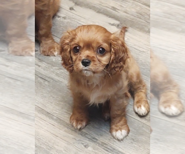 Medium Photo #3 Cavalier King Charles Spaniel Puppy For Sale in PORT ORCHARD, WA, USA