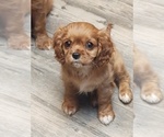 Small Photo #3 Cavalier King Charles Spaniel Puppy For Sale in PORT ORCHARD, WA, USA