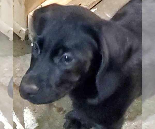 Medium Photo #3 Catahoula Leopard Dog-Labrador Retriever Mix Puppy For Sale in Aurora, IN, USA