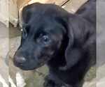 Small #2 Catahoula Leopard Dog-Labrador Retriever Mix