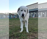 Small #1 Great Pyrenees Mix
