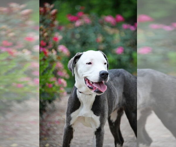 Medium Photo #8 American Pit Bull Terrier-Unknown Mix Puppy For Sale in Sandy, UT, USA