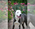 Small #7 American Pit Bull Terrier Mix