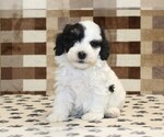 Small #2 Bernedoodle (Miniature)