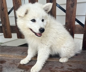 Medium American Eskimo Dog-Border-Aussie Mix