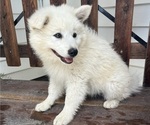 Puppy Puppy 3 American Eskimo Dog-Border-Aussie Mix