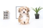 Small Yo-Chon-Yorkshire Terrier Mix