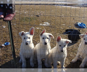 German Shepherd Dog Puppy for sale in SHAWANO, WI, USA