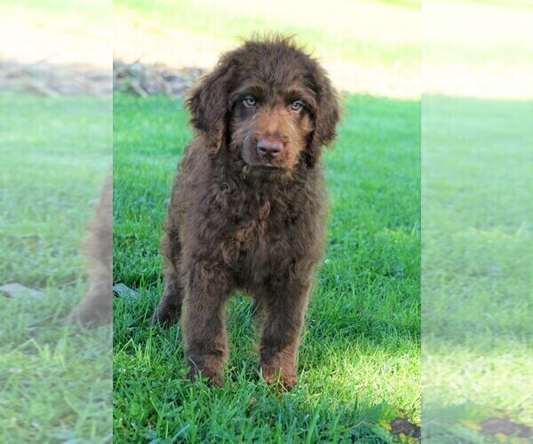 Medium Photo #1 Labradoodle Puppy For Sale in FREDERICKSBG, OH, USA