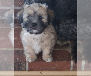 Maltipoo-Shih Tzu Mix Puppy for sale in SACRAMENTO, CA, USA