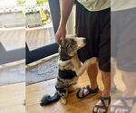 Small #2 Australian Shepherd
