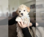 Small Photo #2 Poodle (Toy) Puppy For Sale in SAN BERNARDINO, CA, USA