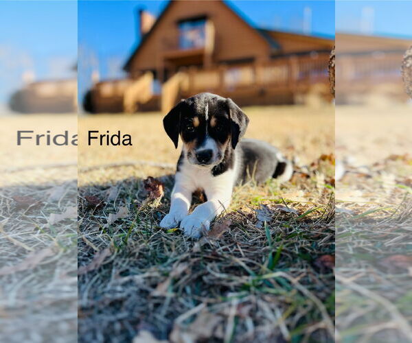 Medium Photo #10 Treeing Walker Coonhound-Unknown Mix Puppy For Sale in Holly Springs, NC, USA