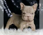 Small #1 French Bulldog