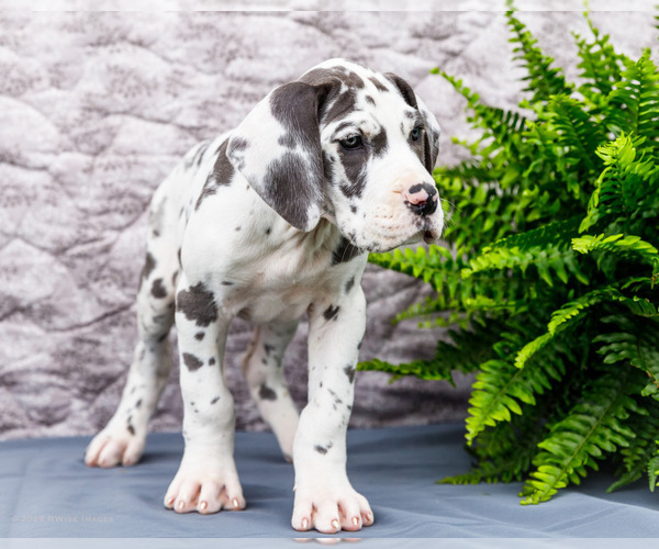 Medium Photo #13 Great Dane Puppy For Sale in WAKARUSA, IN, USA