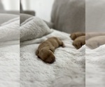 Puppy Puppy 4 Golden Retriever