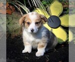 Small Photo #1 Pembroke Welsh Corgi Puppy For Sale in EAST EARL, PA, USA