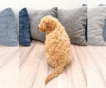 Small #3 Miniature Labradoodle