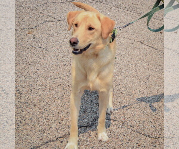 Medium Photo #3 Mutt Puppy For Sale in Huntley, IL, USA