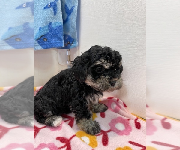 Medium Photo #1 Maltipoo Puppy For Sale in HOPKINSVILLE, KY, USA