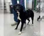 Small #1 Colonial Cocker Spaniel Mix