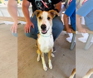 Medium Australian Shepherd Mix