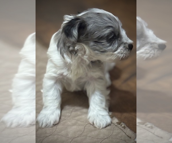Medium Photo #7 Schnauzer (Miniature) Puppy For Sale in PFLUGERVILLE, TX, USA