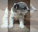 Small Photo #7 Schnauzer (Miniature) Puppy For Sale in PFLUGERVILLE, TX, USA