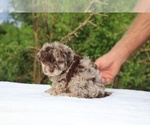 Small #4 ShihPoo