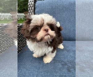 Shih Tzu Puppy for sale in HAM LAKE, MN, USA