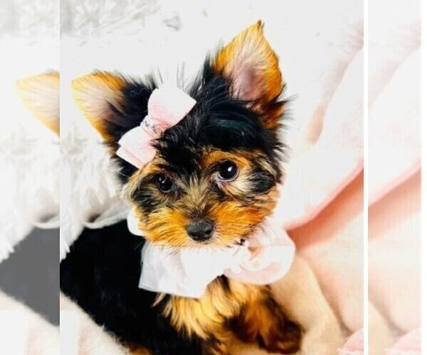 Medium Photo #6 Yorkshire Terrier Puppy For Sale in PEMBROKE PINES, FL, USA
