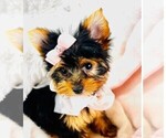 Puppy Jamila Yorkshire Terrier