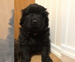 Small Photo #12 Newfoundland Puppy For Sale in HALIFAX, PA, USA