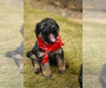 Small Photo #1 German Shepherd Dog Puppy For Sale in OREGON CITY, OR, USA
