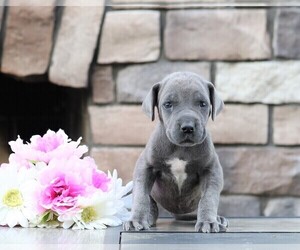 Great Dane Puppy for sale in FREDERICKSBG, OH, USA