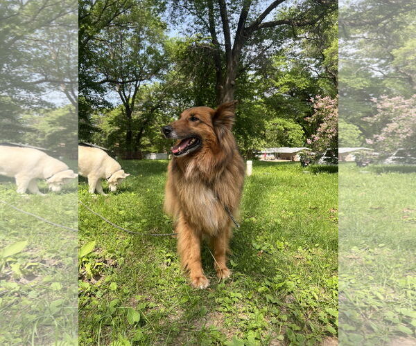 Medium Photo #6 Collie-German Shepherd Dog Mix Puppy For Sale in St. Cloud, MN, USA
