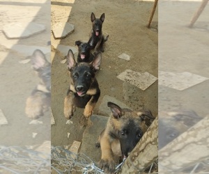 Belgian Malinois Puppy for sale in LAKE LOS ANGELES, CA, USA