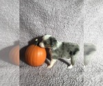 Small Photo #2 Australian Shepherd Puppy For Sale in BUCKLEY, WA, USA