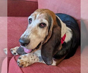 Basset Hound Dogs for adoption in Deepwater, NJ, USA