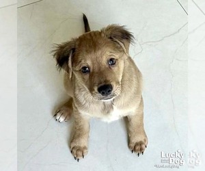 Colonial Cocker Spaniel-Unknown Mix Dogs for adoption in Washington, DC, USA