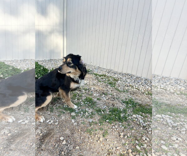 Medium Photo #4 Australian Shepherd-Unknown Mix Puppy For Sale in Corning, AR, USA