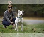 Small Photo #8 American Staffordshire Terrier-Jack Russell Terrier Mix Puppy For Sale in Arlington, VA, USA