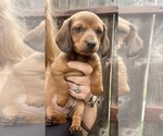Puppy Puppy 3 Dachshund
