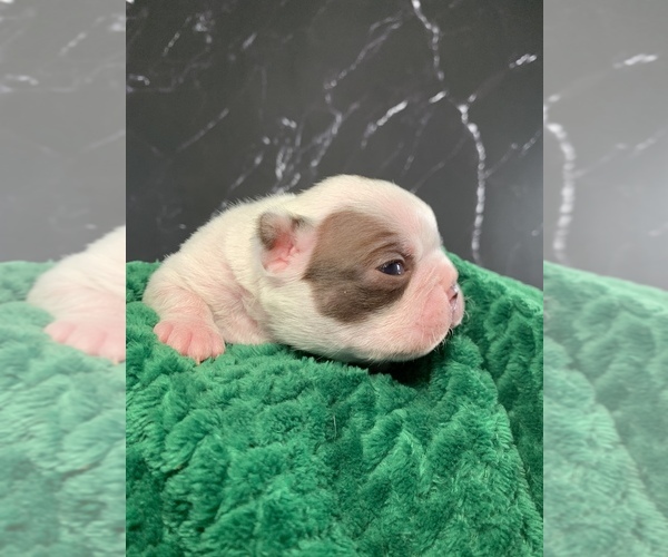 Medium Photo #11 Boston Terrier Puppy For Sale in TULARE, CA, USA