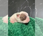 Small #10 Boston Terrier