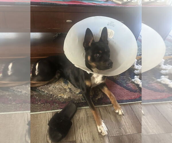 Medium Photo #4 Mutt Puppy For Sale in Candler, NC, USA