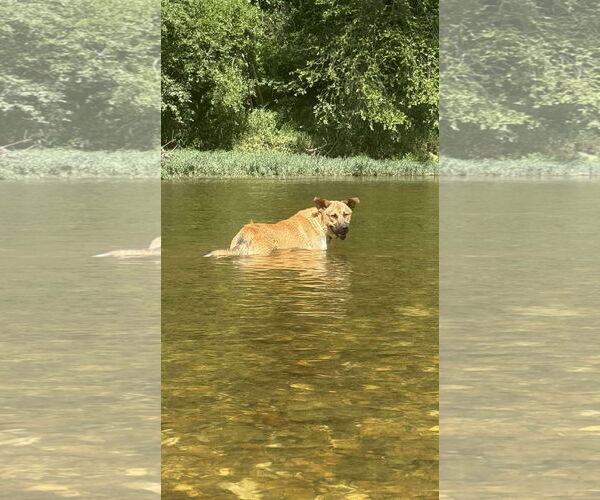 Medium Photo #4 German Shepherd Dog-Unknown Mix Puppy For Sale in Alexander, AR, USA