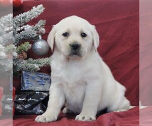 Labrador Retriever Puppy for sale in BLAIN, PA, USA