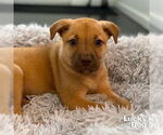 Small #6 Mutt